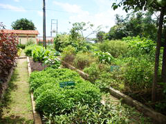 botanique UFMA médecine plantes phytothérapie 